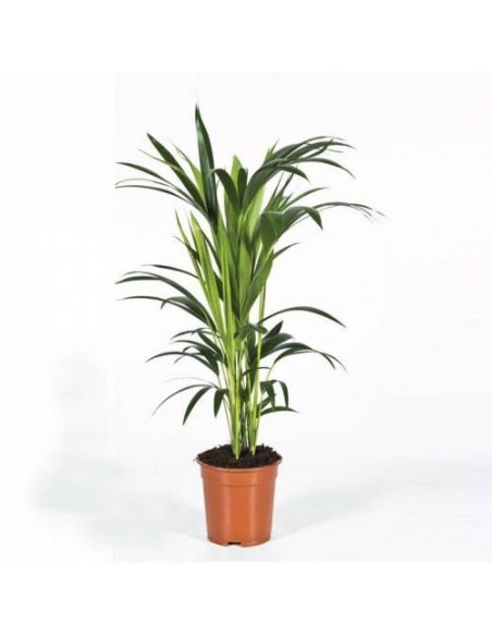 KENTIA M17