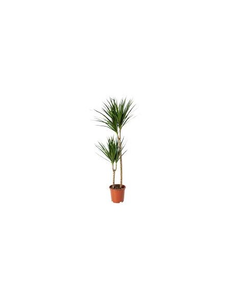 DRACAENA MARGINATA M17