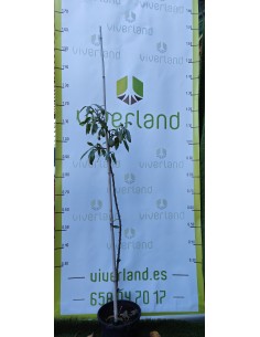 PLANTACIONES ALMENDROS  (válido para mínimo de plantas)