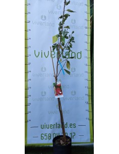 CIRUELO NEGRO MACETA