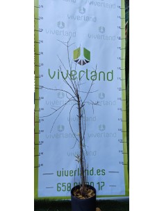 GRANADO MOLLAR DE ELCHE (SIN PEPITA) MACETA