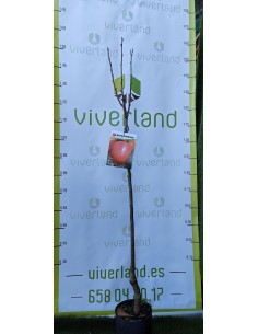 KAKI ROJO BRILLANTE MACETA