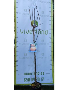 KAKI CORONA DE REY MACETA