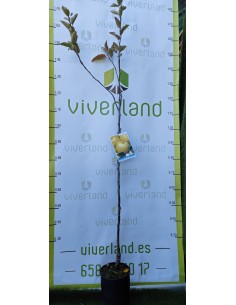 MANZANO GOLDEN MACETA