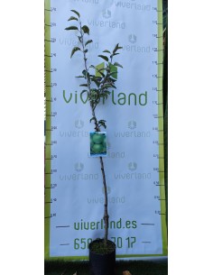 MANZANO GRANY SMITH MACETA