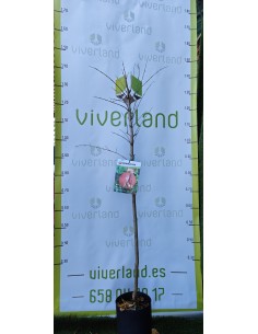 GRANADO WONDEFUL MACETA