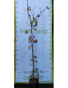 AVELLANO NEGRETA DE TARRAGONA MACETA