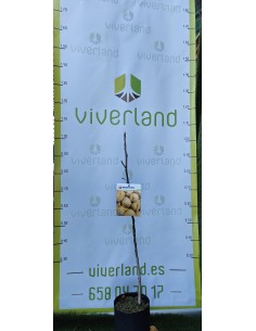 NOGAL EUROPEO MACETA