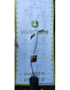 CASTAÑO EUROPEO MACETA