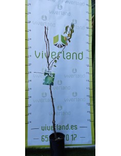 PERAL CONFERENCIA MACETA