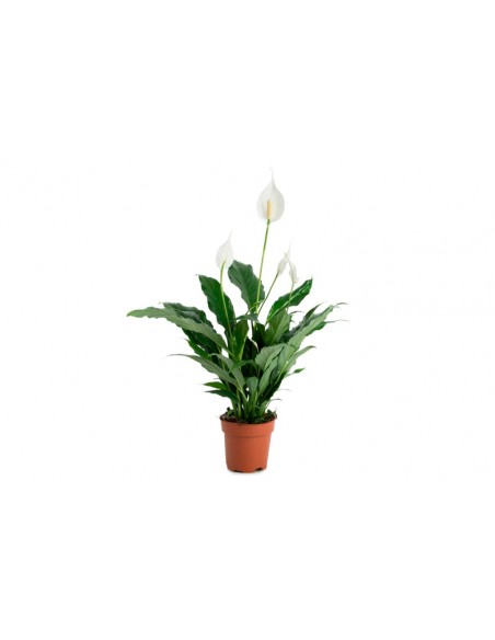 SPATHIPHYLLUM M17