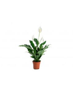 SPATHIPHYLLUM M12