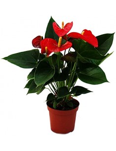ANTHURIUM M17