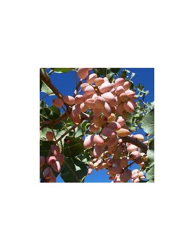 TRIO PLANTAS DE PISTACHOS