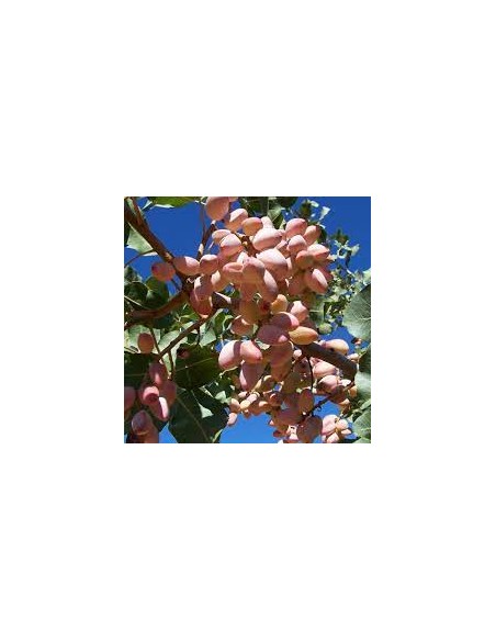 TRIO PLANTAS DE PISTACHOS