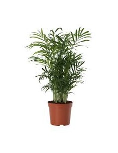 CHAMAEDOREA M17