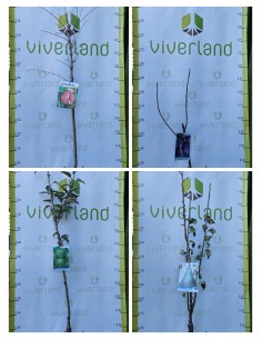 PACK FRUTALES DE PEPITA MACETA