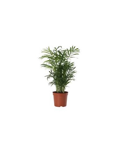 CHAMAEDOREA M20