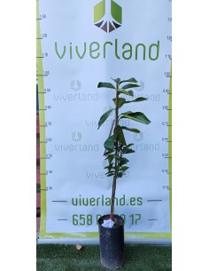 LIMONERO LUNERO MACETA