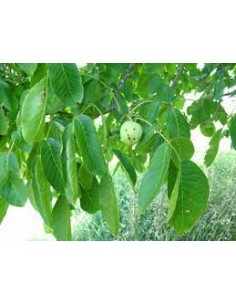 NOGAL EUROPEO MACETA 2