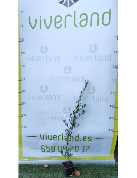 OLIVO PICUAL MARTEÑO MACETA