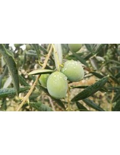 OLIVO PICUAL MARTEÑO CEPELLON 2