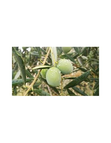 OLIVO PICUAL MARTEÑO MACETA