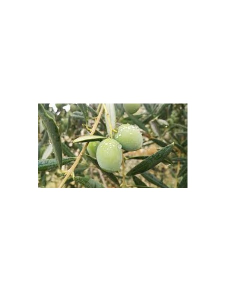 OLIVO PICUAL MARTEÑO MACETA