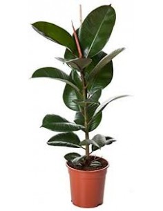 FICUS ROBUSTA M17
