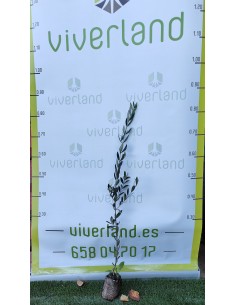 OLIVO PICO LIMÓN CEPELLÓN