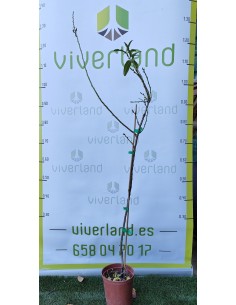 ALMENDRO AVIJOR/LAURANE