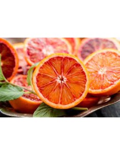 NARANJO SANGUINELLI MACETA 2