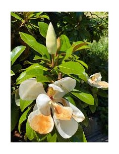 MAGNOLIO GRANDIFLORA MACETA