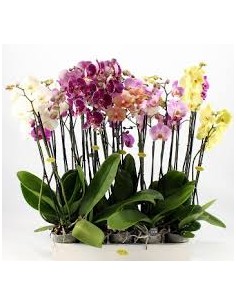 PHALAENOPSIS 2 VARAS M12