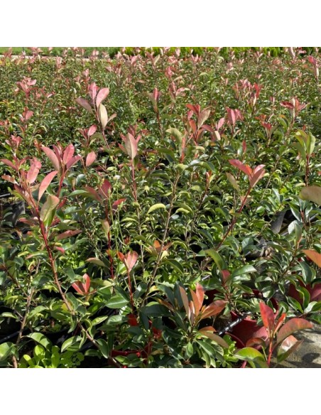 PHOTINIA RED ROBBIN