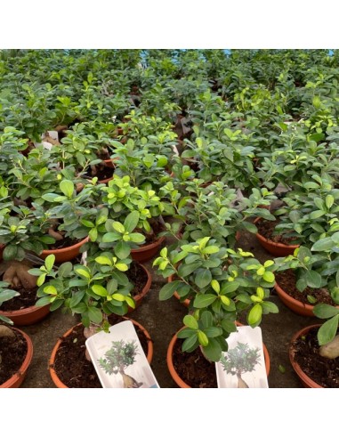 BONSAI FICUS GINSENG MACETA