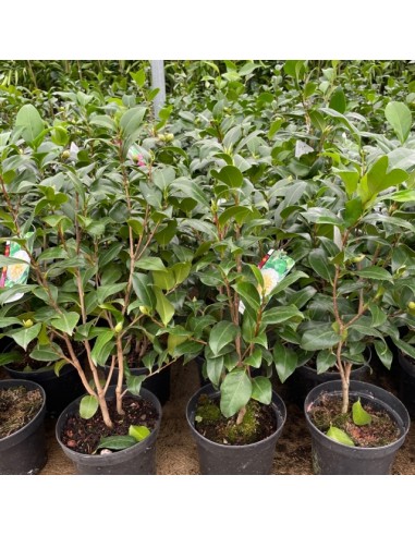 CAMELIA JAPONICA MACETA (ROJA, BLANCA O ROSA)