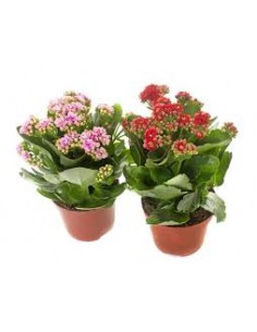 KALANCHOE M10.5