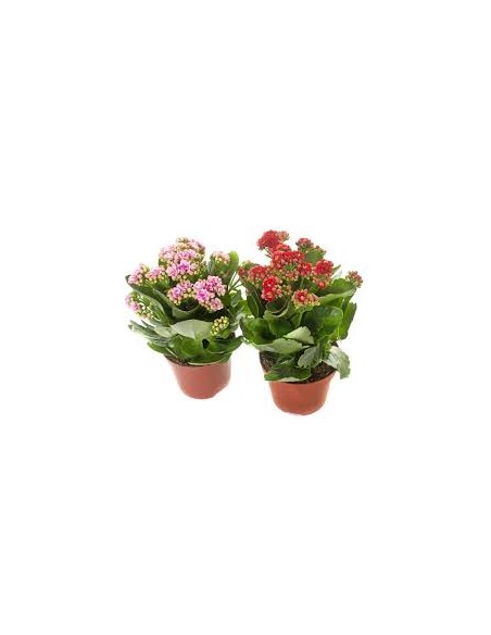 KALANCHOE M10.5