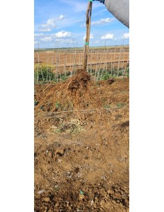 ¡¡¡¡¡RESERVAS FINALES DICIEMBRE¡¡¡ PISTACHO MACHO... 2