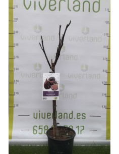 HIGUERA ENANA MACETA COLOR