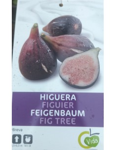 HIGUERA ENANA MACETA COLOR 2