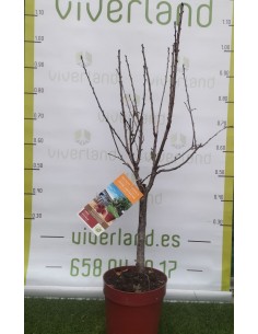 CEREZO ENANO MACETA COLOR