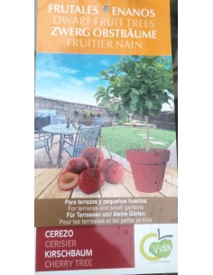 CEREZO ENANO MACETA COLOR 2