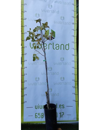 PISTACHO HEMBRA KERMAN (UCB) 80CM MACETA