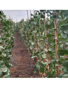 PISTACHO HEMBRA KERMAN (UCB) 60CM MACETA 2