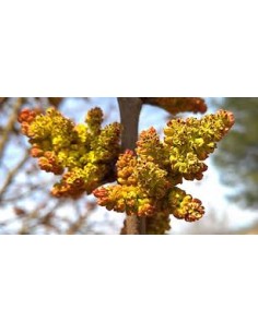 PISTACHO MACHO PETER (UCB) 80CM MACETA 2