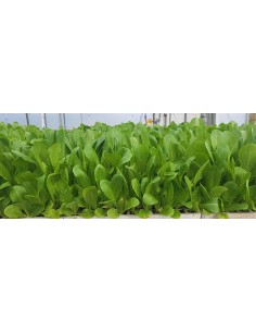 LECHUGA YERGA PACK 20UD