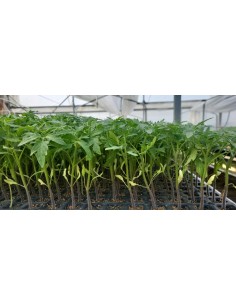 TOMATE GORDO LISO HÍBRIDO PACK 10UD