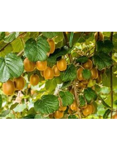 KIWI MACETA HEMBRA 2